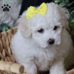 Gloria, Bichon Frise Puppy